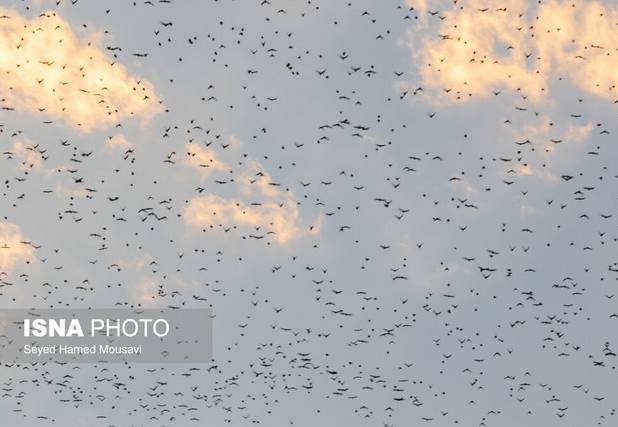 تنفس هوای «پاک» در ۶ شهر خوزستان