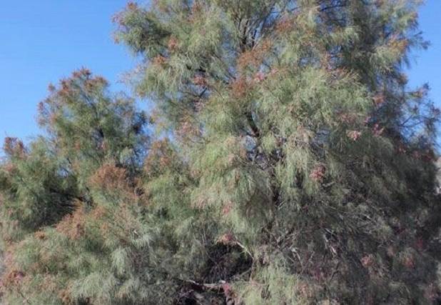 درختچه‌ای شورپسند برای بهبود کیفیت خاک مناطق بیابانی