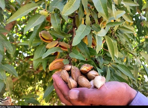 تولید میوه‌های سردسیری و خشک امسال ۸ درصد افزایش می‌یابد