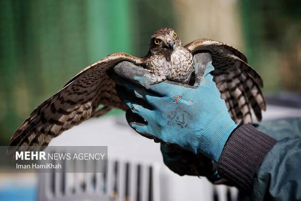 سه نفر از عوامل زنده‌گیری پرندگان وحشی در ارتفاعات دماوند دستگیر شدند