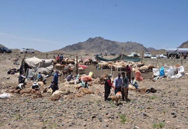«چوپانی» نه فقط یک شغل، بلکه یک هنر و سبک زندگی است
