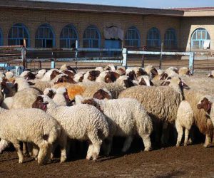 پرداخت تسهیلات سرمایه در گردش به دامداران لرستانی