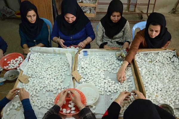 مشارکت پژوهشکده مردم‌شناسی در ثبت جهانی یلدا و پرورش کرم ابریشم