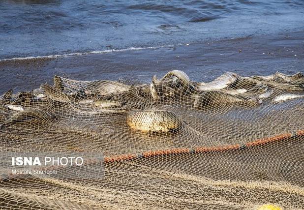 تیغ آلودگی بر گلوی ماهی‌های مناطق صنعتی