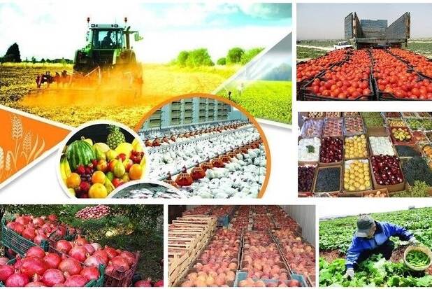 راه‌اندازی ۲۵۰ « روستا بازار » تا پایان امسال