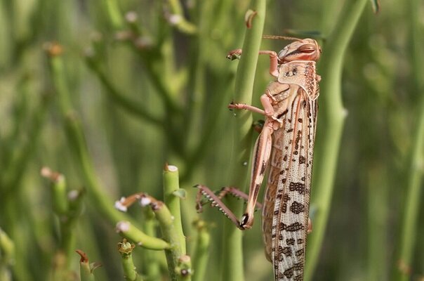 آغاز فعالیت ملخ ها در ۳ هزار هکتار از ارضی کشاورزی کهگیلویه و بویراحمد