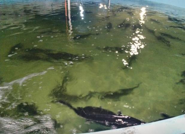 تکثیر فیل‌ماهی خاویاری در پاکدشت