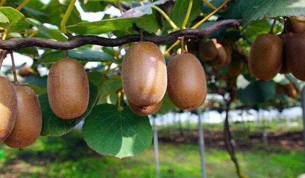 صادرات ۱۴ هزار و ۵۰۰ تن کیوی از عباس‌آباد به خارج از کشور