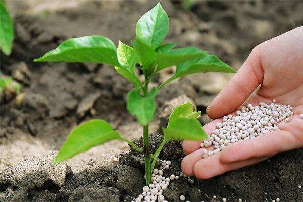 توزیع ۲۵۵ هزار تن کود شیمیایی از ابتدای امسال در خوزستان