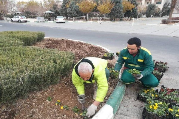 کاشت ۱۲۶ هزار بوته گل‌های فصلی زمستانی در بهشت زهرا(س)