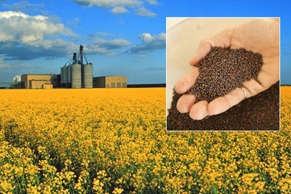 بازخوانی دلایل عقب ماندگی در طرح خوداتکایی روغن
