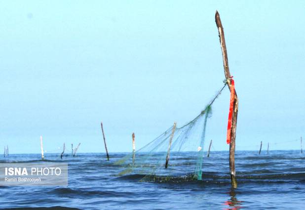 افزایش ۸۷ درصدی تولید آبزیان در بوشهر