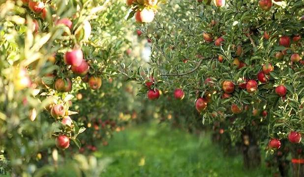 روند شناسنامه‌دار کردن باغ‌های کرمانشاه سرعت می‌گیرد