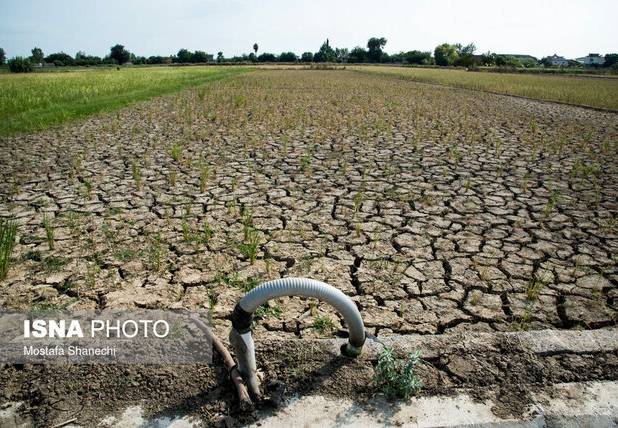 مدیر جهاد کشاورزی کاشمر: نگران بارندگی‌ها و ناترازی برق در بهار سال آینده هستیم