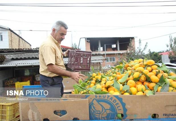 ذخیره‌سازی ۳۰۰ هزار تن مرکبات در قائم‌شهر برای تنظیم بازار شب عید