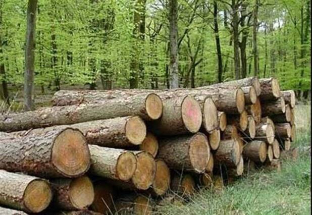 احیا و نجات درختان کهنسال محله طرشت با اجرای طرح ترمیم تنه