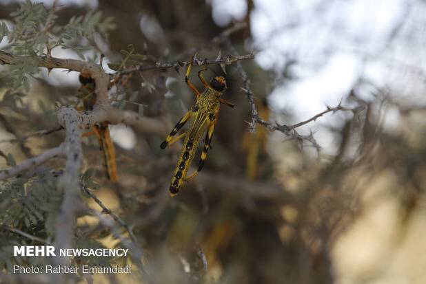 احتمال حمله ملخ صحرایی در اسفند شدت گرفت