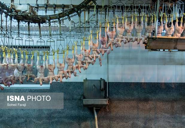 ۳۱ مرغداری در بوشهر قرارداد کیف پول اعتباری امضا کردند