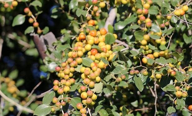 ۲۵۰۰ تن کٌنار در استان بوشهر برداشت می‌شود