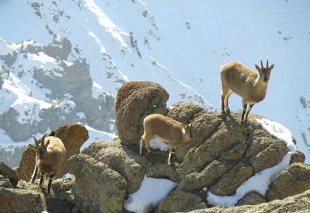 مدیرکل محیط زیست استان: سرشماری زمستانه حیات‌وحش در کردستان به پایان رسید