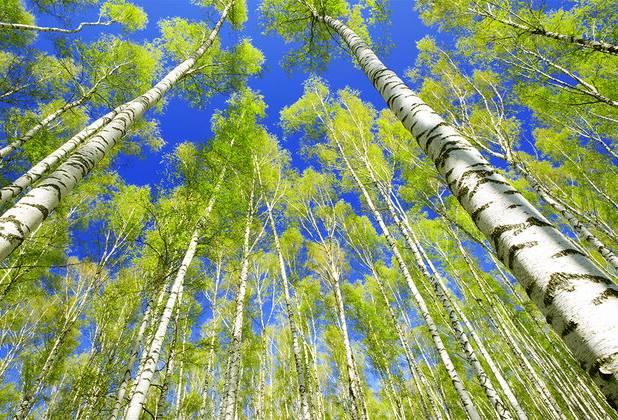 اوقاف آماده کاشت صنوبر در اراضی استان زنجان است