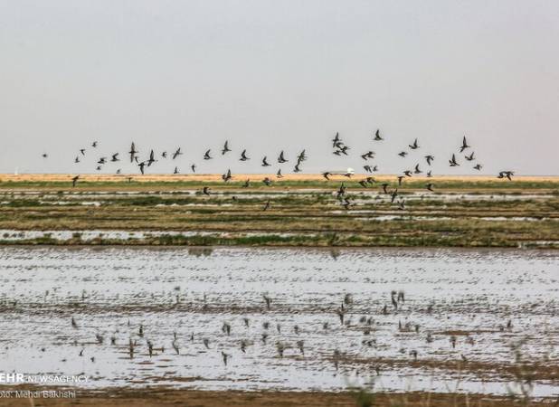 محمدی: بیش از ۳۵ هزار پرنده مهاجر در تالاب مره ثبت شد