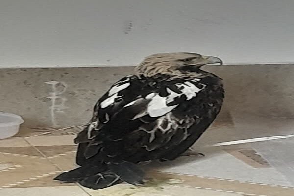 تحویل یک بهله عقاب «شاهی» به محیط‌زیست دورود