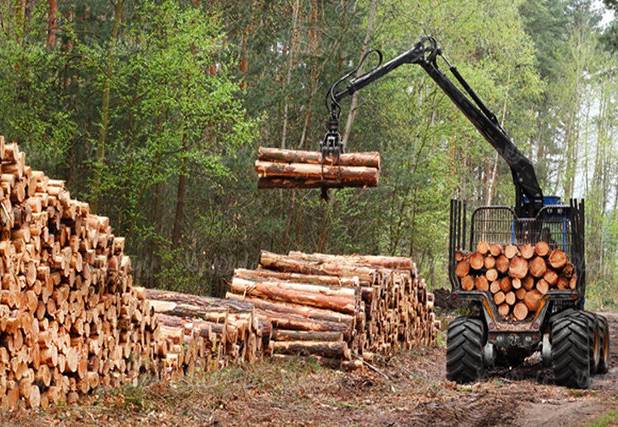 دستگیری ۲ متخلف در منطقه حفاظت‌شده سرخ‌آباد به جرم قطع درخت