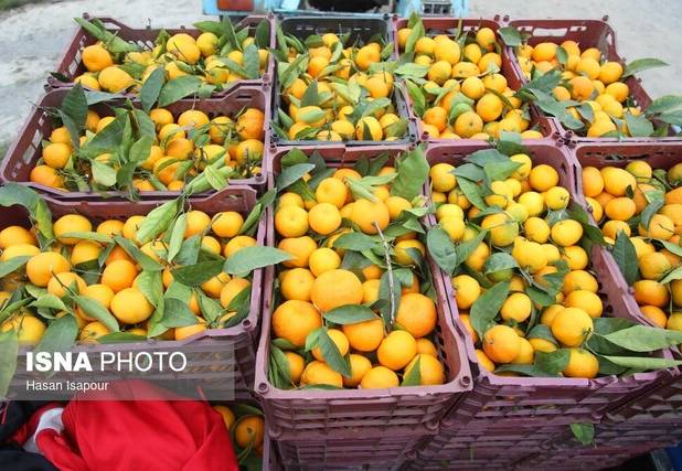 ذخیره‌سازی ۳۵ هزار تن مرکبات در سردخانه‌های ساری