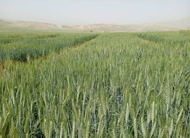 پیش‌بینی برداشت ۱۵۰ هزار تن گندم در خراسان شمالی در صورت بارش