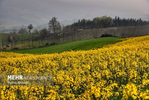 برداشت کلزا در ۳۰۰هکتار از مزارع میامی؛ پیش‌بینی برداشت ۷۵۰تن محصول