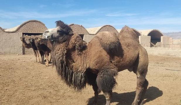 تداوم طرح اصلاح نژاد شترهای بومی بهاباد یزد با خرید یک لوک دوکوهانه