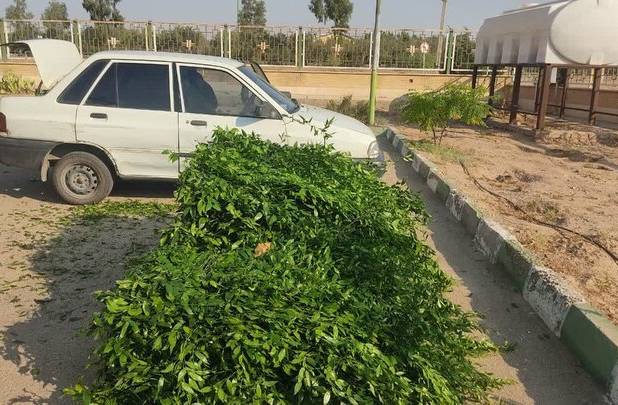 کشف ۲ تن گیاه چلم قاچاق در شاهرود؛ متهم دستگیر شد