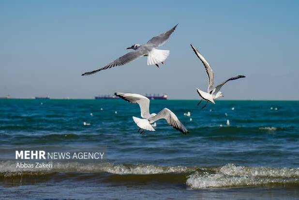 ناپایداری جوی و دریایی در هرمزگان و اختلال در ترددهای دریایی