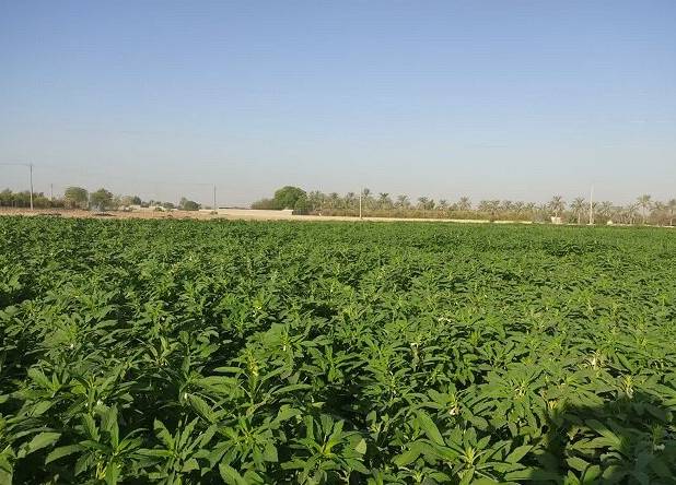 افتتاح و بهره‌برداری از ۲۳۰۰ طرح در بخش کشاورزی