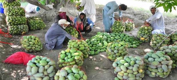 برگزاری «روز مزرعه میوه‌های گرمسیری» در دشتیاری چابهار