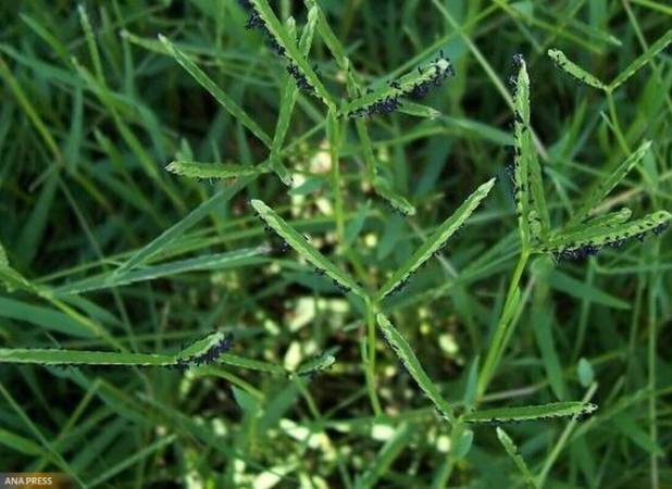 تأخیر در مبارزه با علف‌های هرز، عملکرد مزارع را کاهش می‌دهد