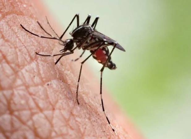 شناسایی ۱۹۶ مبتلا به مالاریا در هرمزگان