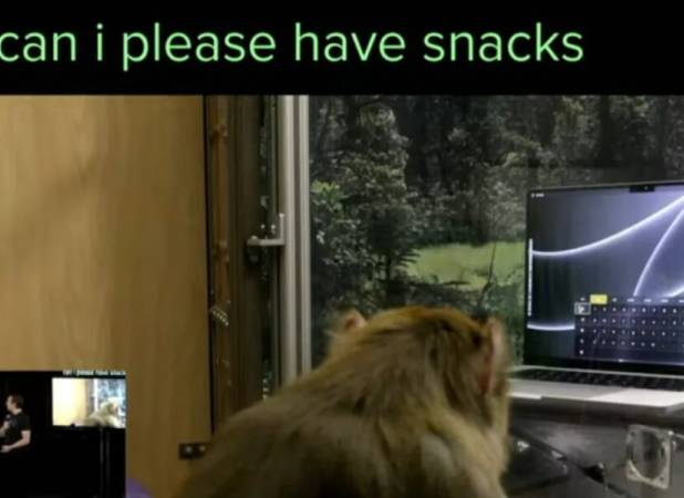 تراشه مغزی ایلان ماسک، میمون را به حرف آورد!