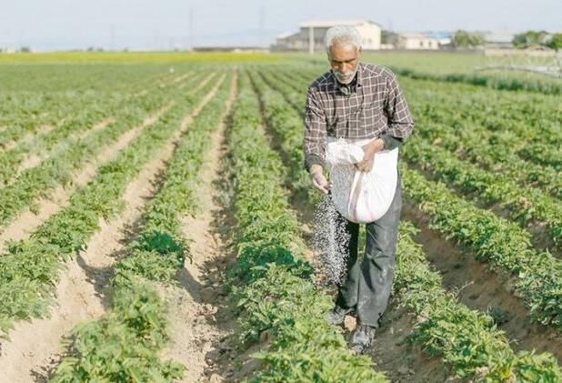 عمرانی : ۱۹هزار تن انواع کودهای کشاورزی در استان بوشهر توزیع شد