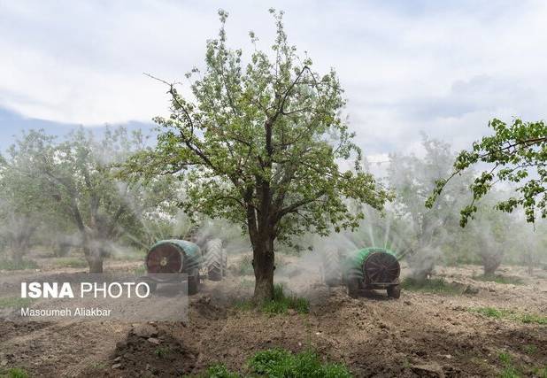 الگوی کشت باغی در استان البرز نیازمند بازنگری است