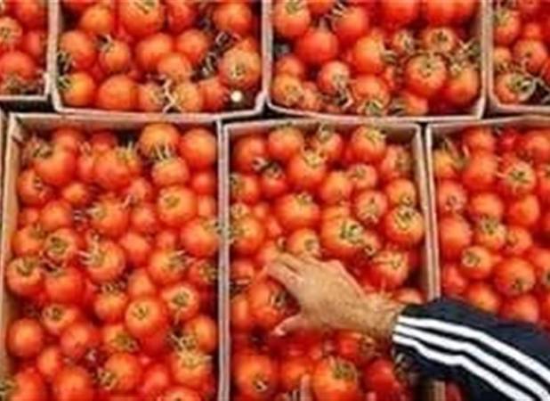 قیمت گوجه‌فرنگی در بازار به‌ زودی متعادل می‌شود