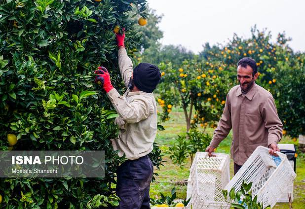 رئیس سازمان جهاد کشاورزی استان: باغداران گیلانی مبارزه با آفات مرکبات را آغاز کنند