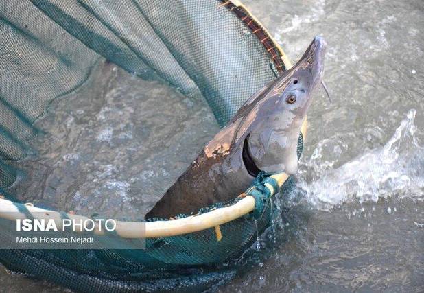 شیلات و خاویار، پیشران اشتغال و اقتصاد محلی زهک