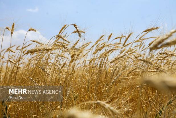 قیمت گندم نباید کمتر از ۵۰ هزار تومان در هر کیلوگرم باشد