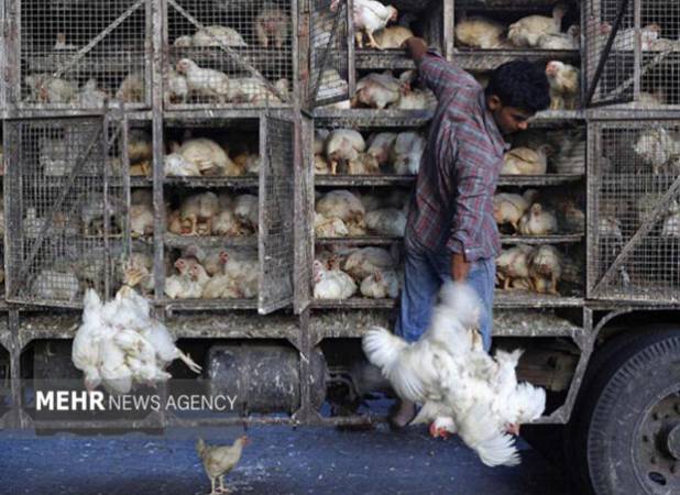 ۷ تن مرغ زنده فاقد مجوز در کنگاور کشف شد