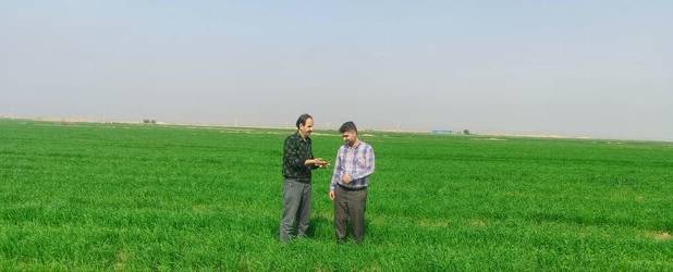 تولید ۵ تُن بذر مرتعی در تنها ایستگاه تولید بذر همدان