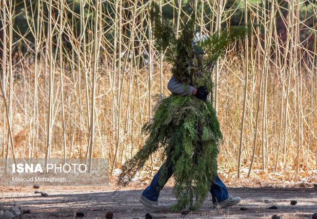 توزیع دو میلیون اصله نهال در هفته منابع طبیعی در استان سمنان