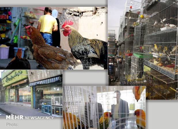 واحدهای پرنده‌فروشی در اصفهان ساماندهی می‌شود
