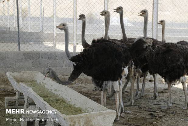 نوری: طرح پرورش شترمرغ «رویین» تا رفع ابهامات متوقف شد